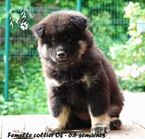 chiot eurasier