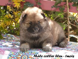 chiot eurasier