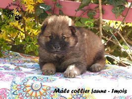 chiot eurasier
