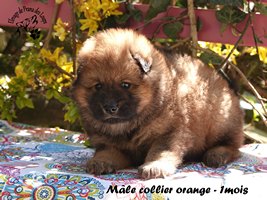 chiot eurasier