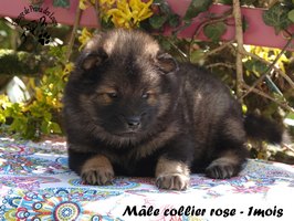 chiot eurasier