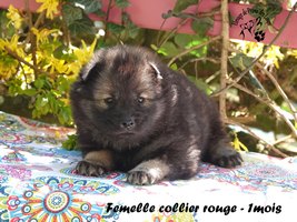 chiot eurasier