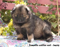 chiot eurasier