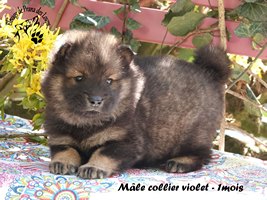chiot eurasier