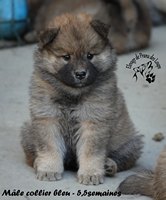 chiot eurasier