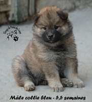 chiot eurasier