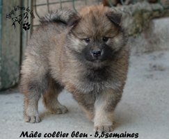 chiot eurasier