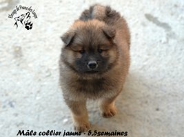 chiot eurasier
