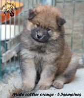 chiot eurasier