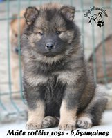 chiot eurasier