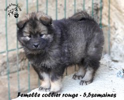 chiot eurasier