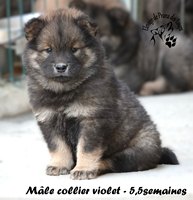 chiot eurasier