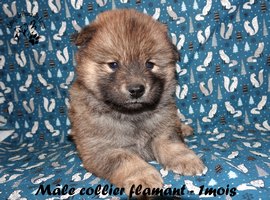chiot eurasier