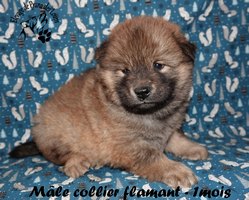 chiot eurasier