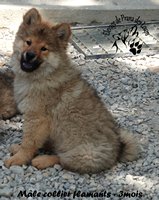 chiot eurasier
