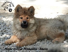 chiot eurasier