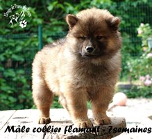 chiot eurasier