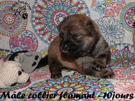 chiot eurasier