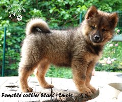 chiot eurasier
