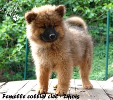 chiot eurasier