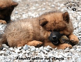 chiot eurasier