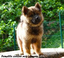 chiot eurasier