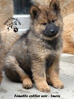 chiot eurasier