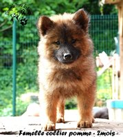 chiot eurasier