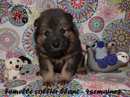 chiot eurasier