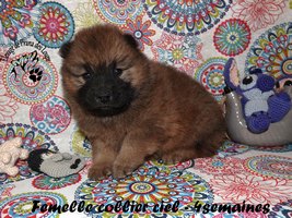 chiot eurasier