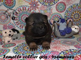 chiot eurasier