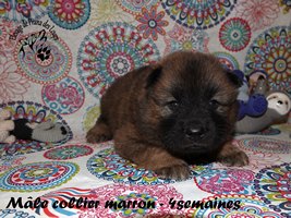 chiot eurasier