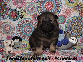 chiot eurasier