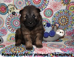 chiot eurasier