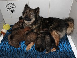 chiot eurasier