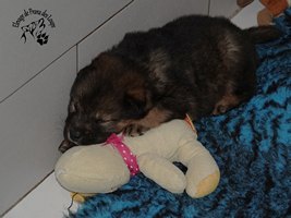 chiot eurasier