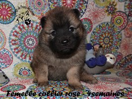 chiot eurasier