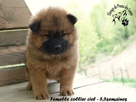 chiot eurasier