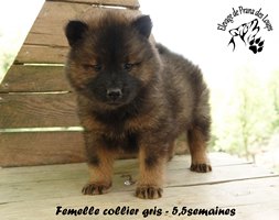 chiot eurasier