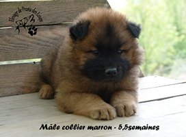 chiot eurasier