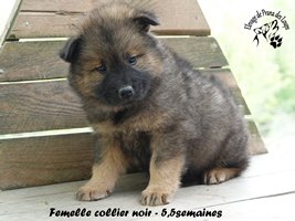 chiot eurasier