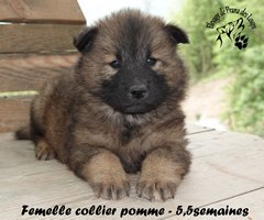 chiot eurasier