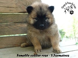 chiot eurasier