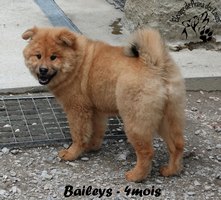 Chiot femelle