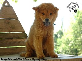 chiot eurasier