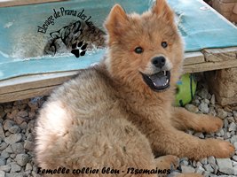 chiot eurasier