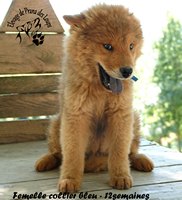 chiot eurasier