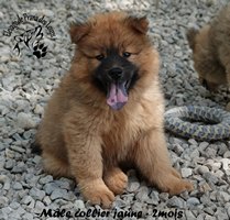 chiot eurasier