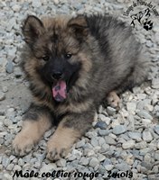 chiot eurasier