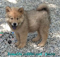 chiot eurasier